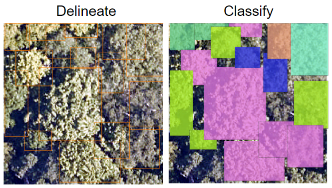 Aerial view showing individual tree crown detection and delineation