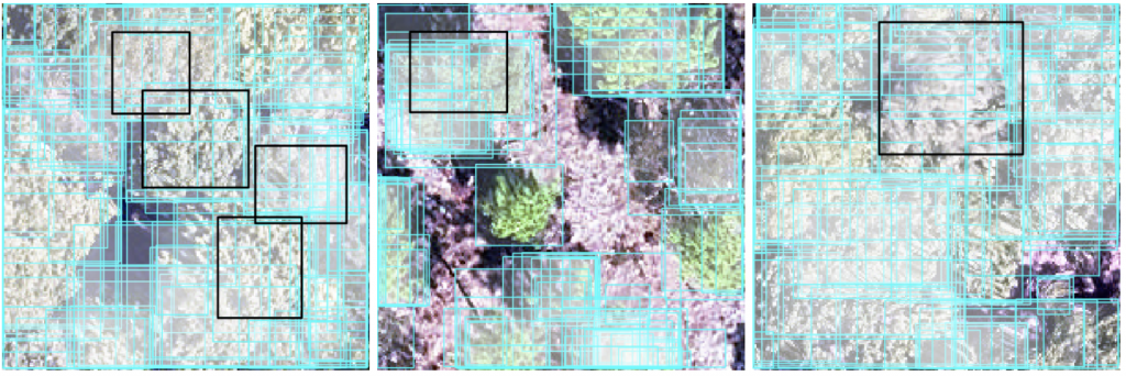 3 images of RGB plots overlaid with crown delinations